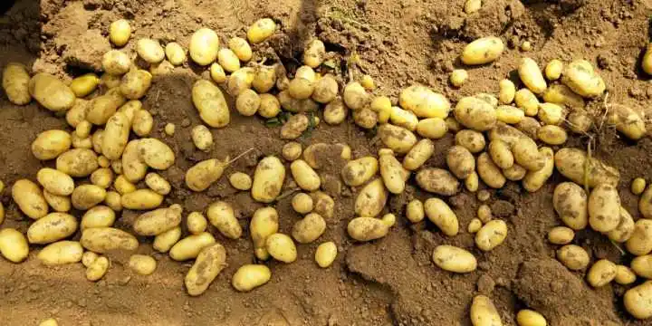신선한 감자 파키스탄 신선한 감자 프랑스