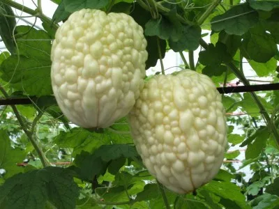 new brand original packaging f1 hybrid white balsam pear seeds