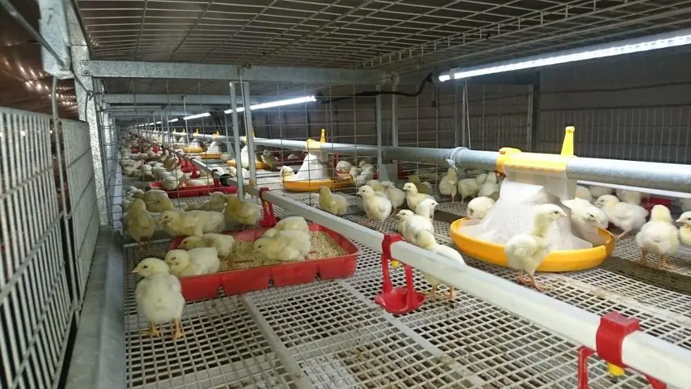 48vdc Led Flexible Led Strip Light Poultry Cage House Lighting Led