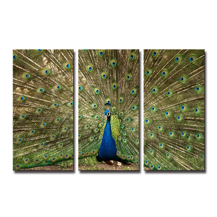 

SEEGART 3 panels peacock peafowl paint photos on canvas