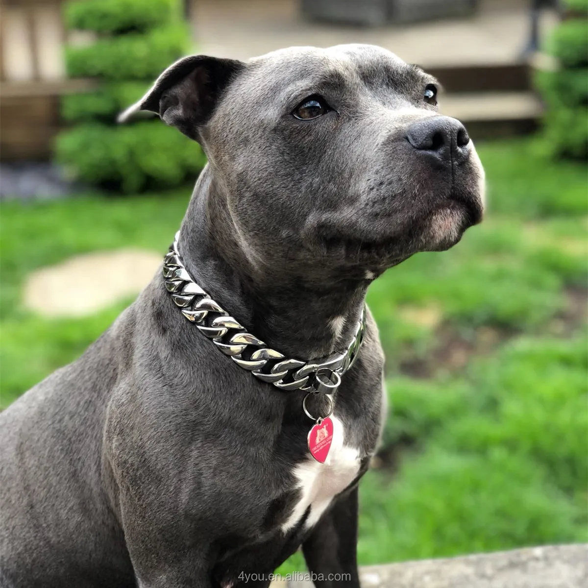 30mm Stainless Steel Luxury Cuban Link Gold Chain Pitbull Collar