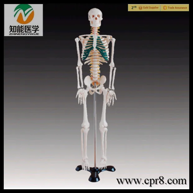 BIX-A1004 Human bones with neural model(85cm) 