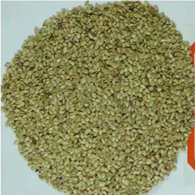 
High quality Bahiagrass seeds grass seeds for Slope protection grass Seed factory 