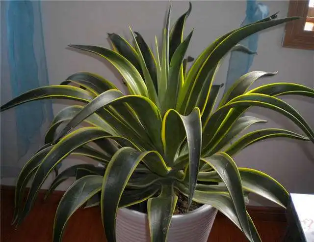 Indoor Plants Plastic Small Artificial Plant Agave Bonsai - Buy