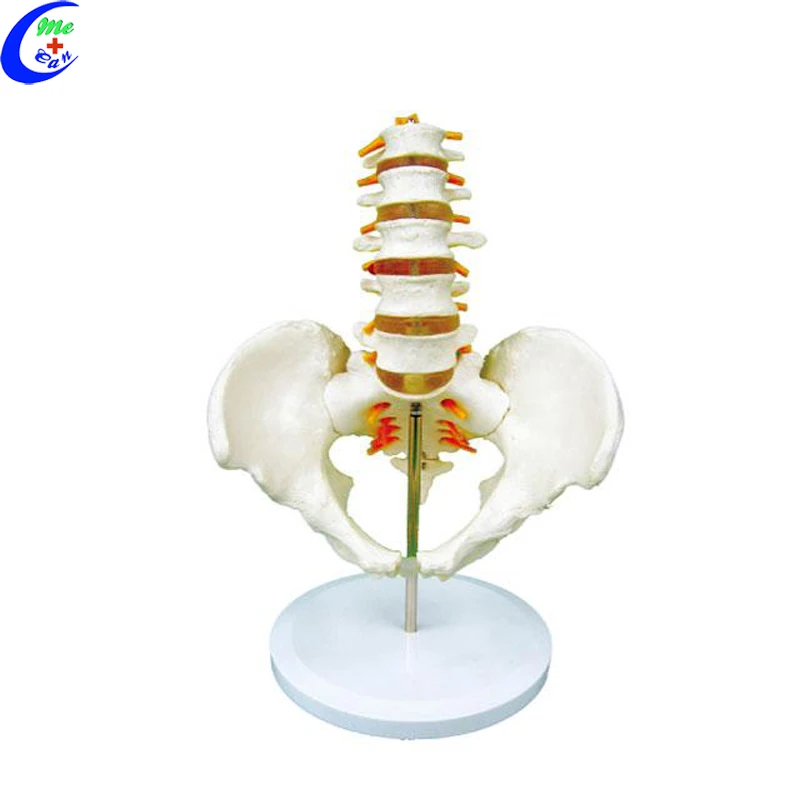 anatomical model spine .jpg