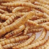 Pet Food Factory Birds Food Dried Mealworm