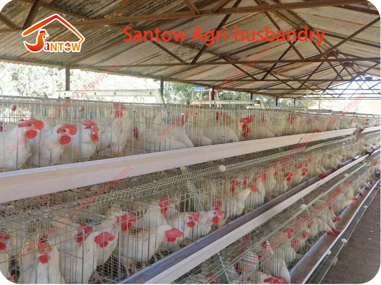 Download Design 5000 10000 20000 Birds Automatic Poultry House ...