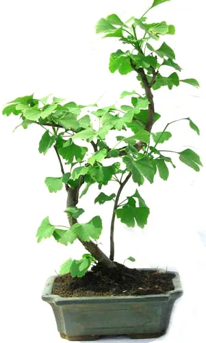 
15cm 20cm 30cm Living Bonsai Podocarpus Acer Ginkgo Ilex 