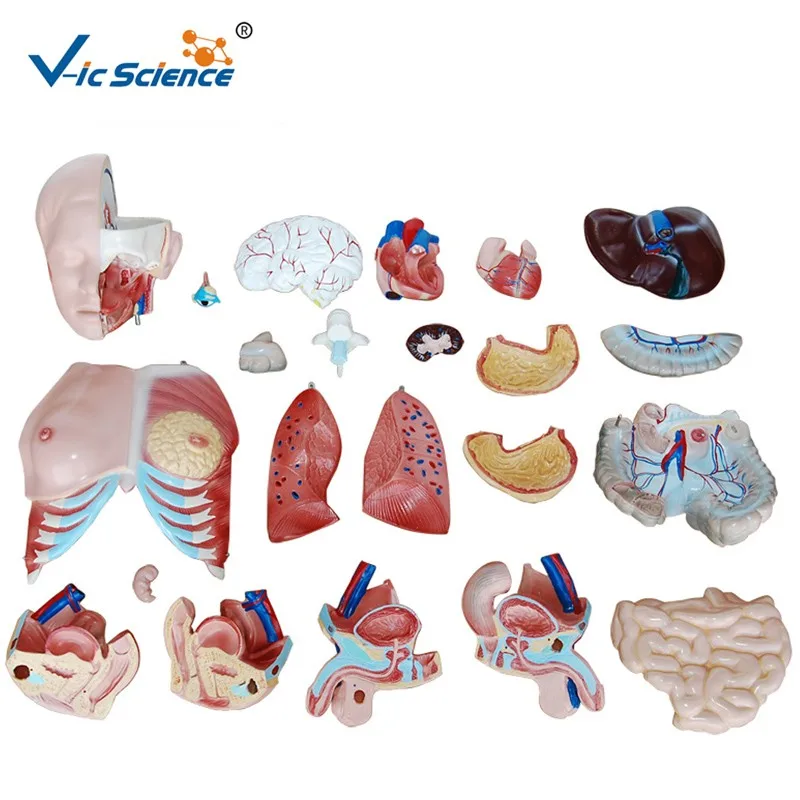 Medical Teaching 40 Parts 85cm Human Body Anatomical Torso Model - Buy ...