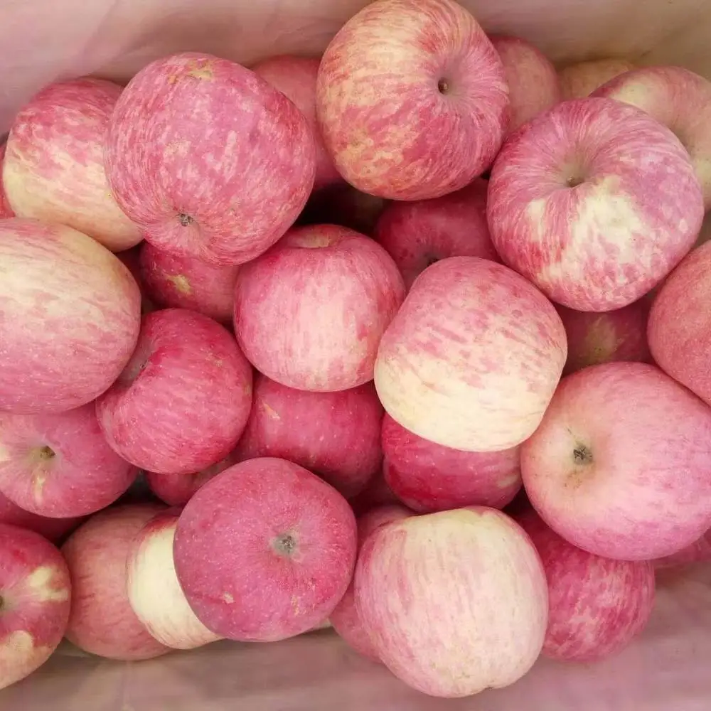 Розовые яблоки сорт. Яблоня розовый налив. Яблоки розовый налив. Яблоки с розовой мякотью.