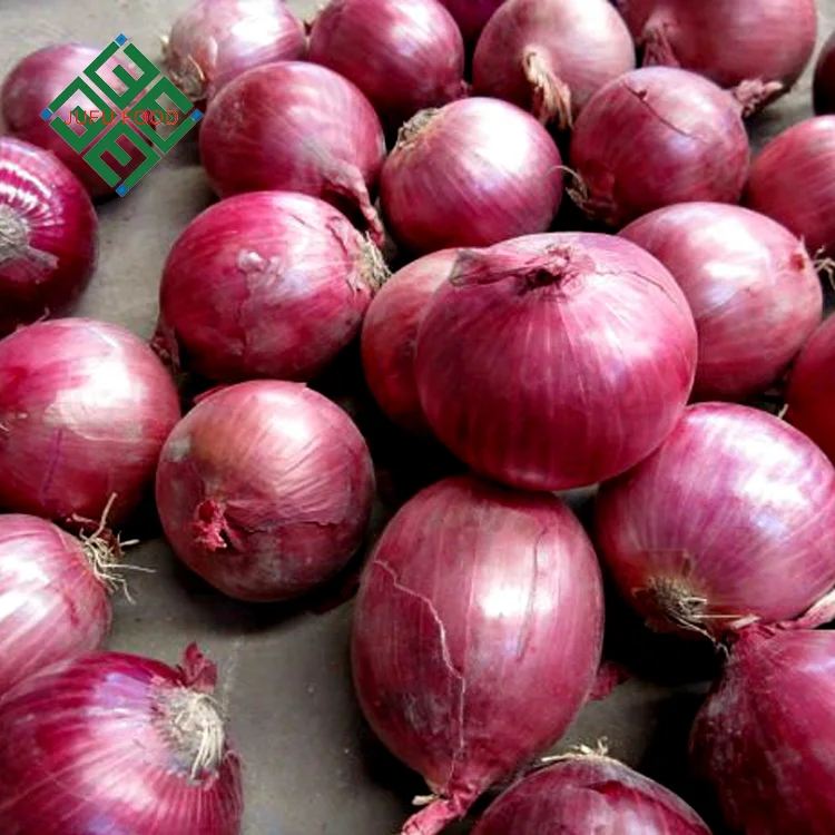 
fresh red onion 5-7cm size specification 