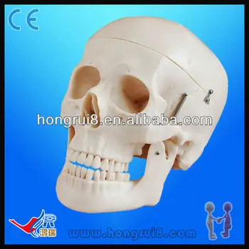 Advanced Life-size Plastic Skulls For Sale,Plastic Skull - Buy Plastic ...