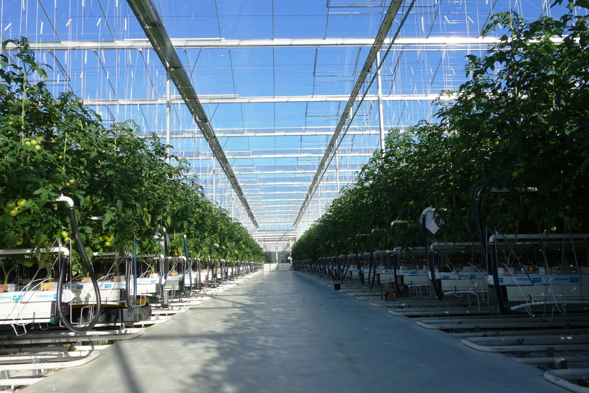 greenhouse 7.JPG