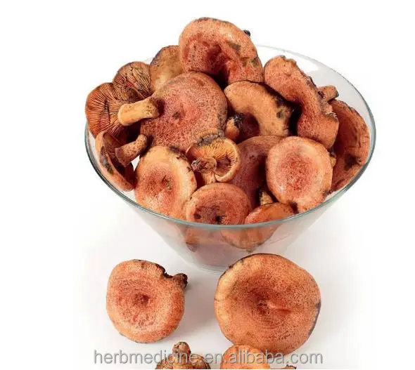 
WILD edible Lactarius deliciosus mushrooms Agaricus deliciosus for food 