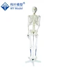 Economical Life-Size Articulated Adult Plastic Skeleton Model 180CM,Educational Life Size Skeleton