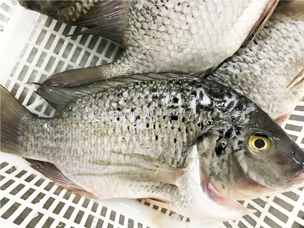 China Poisson Congele Tilapia Of Frozen Black Gutted And Scaled Tilapia