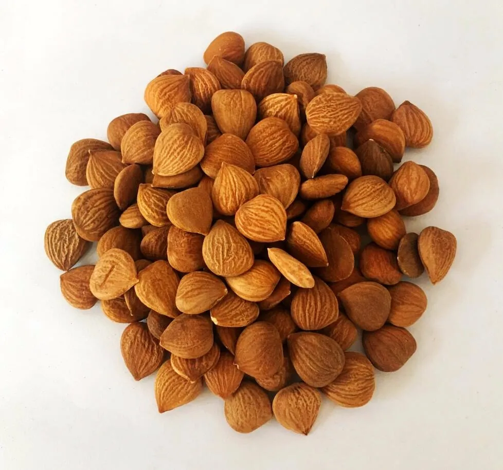 Certified Organic Bitter Apricot Kernels/bitter Apricot Seeds For