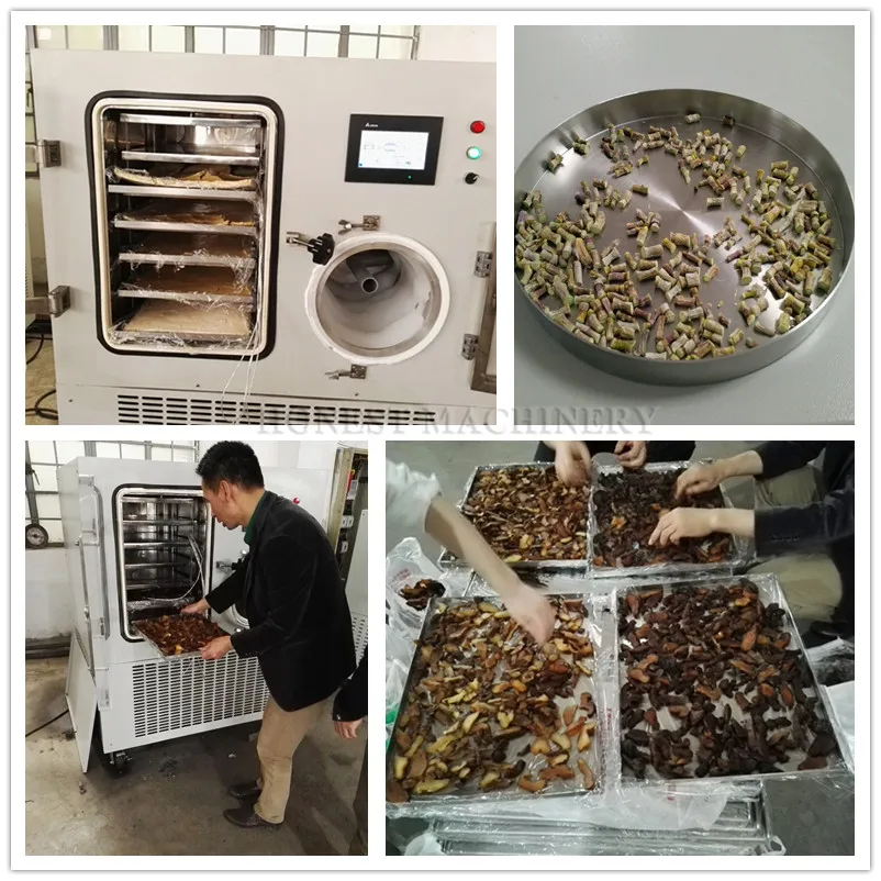 Fruit And Vegetable Food Freeze Drying Machine / Freeze Dry Machine