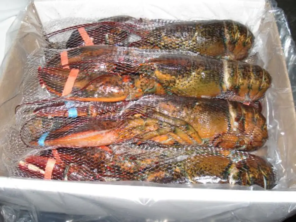 
Canadian Wild Caught Lobster 