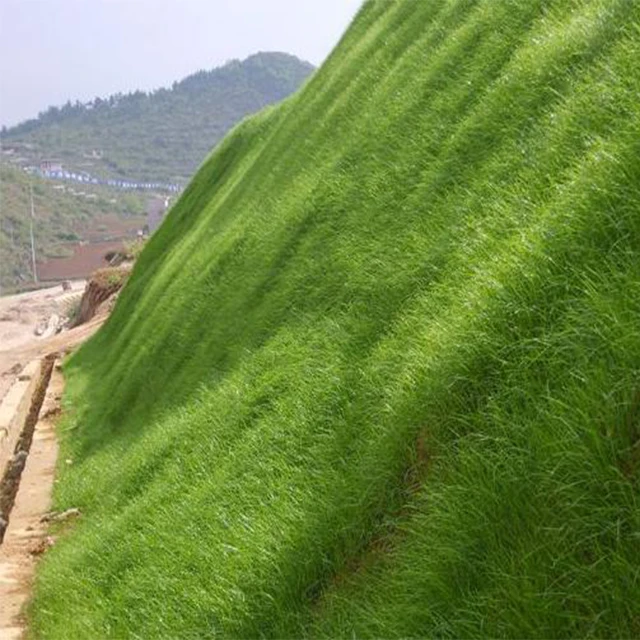 
High quality Bahiagrass seeds grass seeds for Slope protection grass Seed factory 