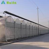 The most popular greenhouse basic equipped with cooling fan and cooling pad can effective control climate