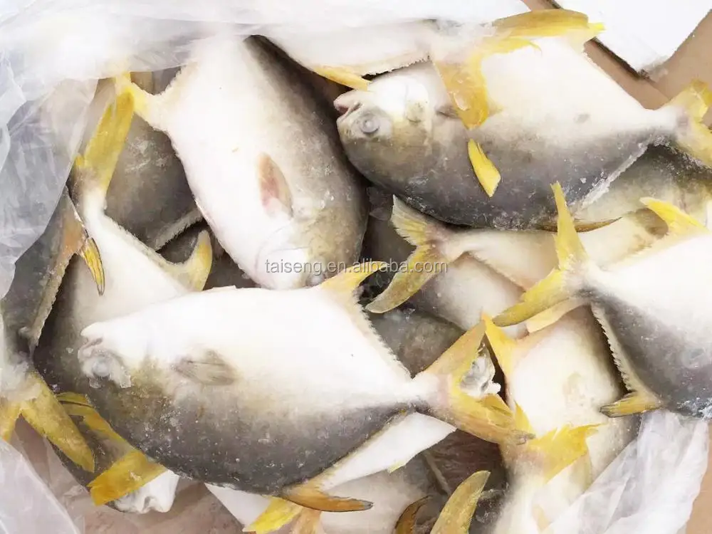 China New Season Farm Raised Frozen Golden Pompano Fish Whole Round ...