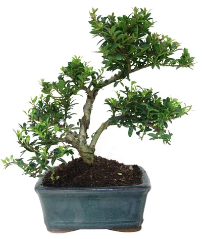 
15cm 20cm 30cm Living Bonsai Podocarpus Acer Ginkgo Ilex metasequola pseudolarix amabilis rhododendron simsii 