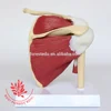 High quality Office & School Supplies Life Size shoulder joint with muscle model