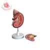 Medical science desk model Kidney anatomical model