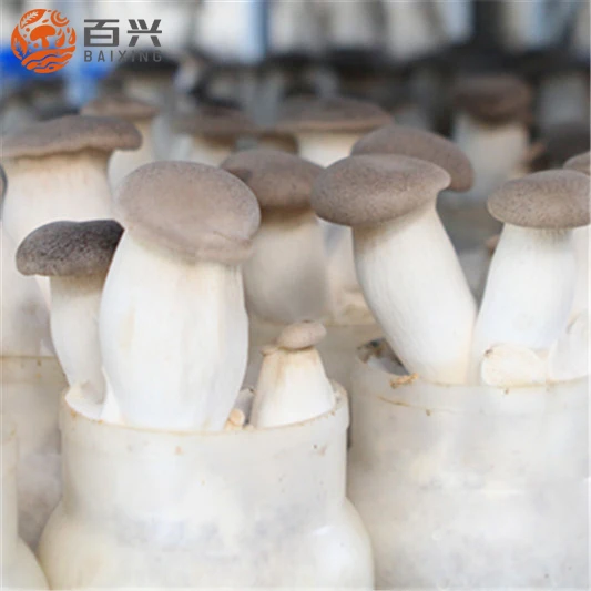 
climate control machine to cultivate king oyster mushroom seeds in mushroom growing room for sale 