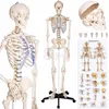 Skeleton model life size width 180 cm very detailed 3teiliger skull roll stand