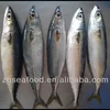 New landing sea frozen pacifica mackerel scomber japonicus for canning