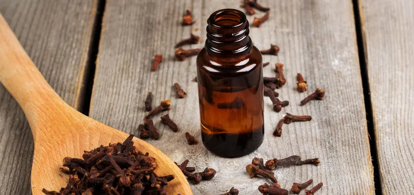 100% Pure Natural Clove Essential Oil For Insecticide - Buy Clove Oil