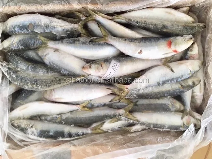 Frozen Sardine For Bait All Types of Sardine Fish on Sale