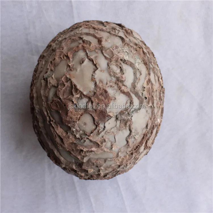 珍しい合成ドラゴンの卵の化石石恐竜の卵の化石 Buy 恐竜化石 恐竜の卵 レア合成ドラゴン卵化石石恐竜卵化石 Product On Alibaba Com