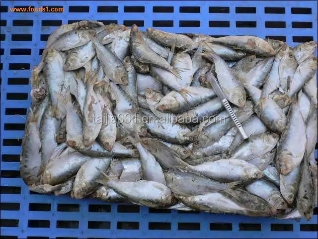 
good quality fish meal low price,origin china 