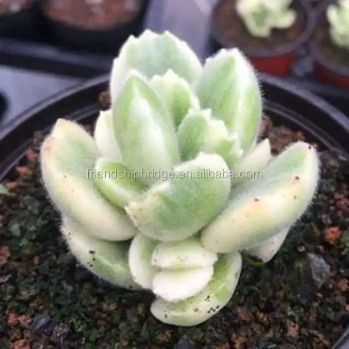 Cotyledon tomentosa 3.jpg