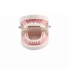 China Supplier Dental Lab Typodont Model Demonstration Teeth Model Manufacturer