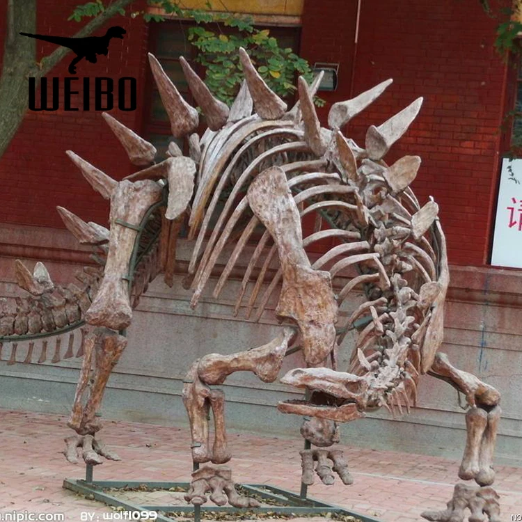 Musée Naturel Taille Dinosaures Squelette - Buy Squelette De Dinos ...