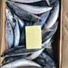 Best Price Frozen Pacific Mackerel Bait using