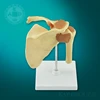 artificial silicon anatomy plastic hip bone model for medical teaching tools