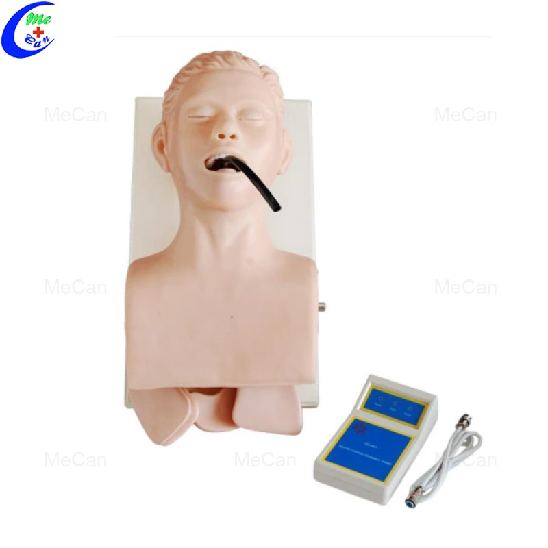 Human Trachea Intubation Model