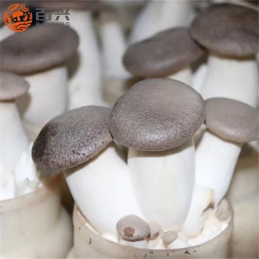 
climate control machine to cultivate king oyster mushroom seeds in mushroom growing room for sale 