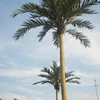 Coconut Palm Tree For Outdoor,Decorative Tree