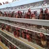wholesale alibaba Hot and cold galvanized day old layer chicks cage