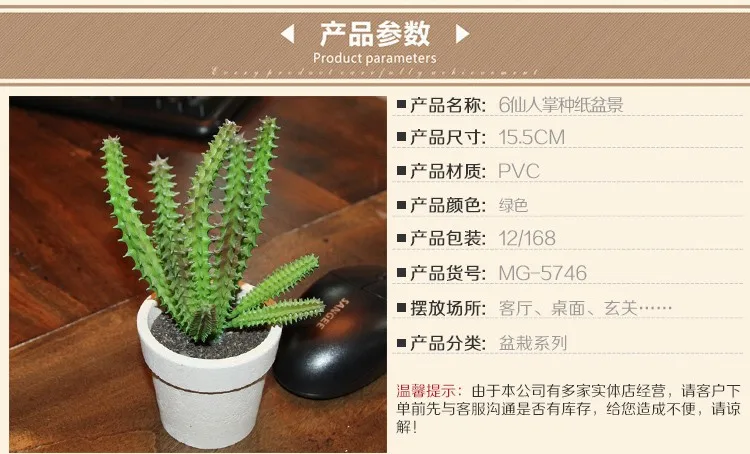 bulk-producer-popular-cactus-plant-names-buy-cactus-plant-names