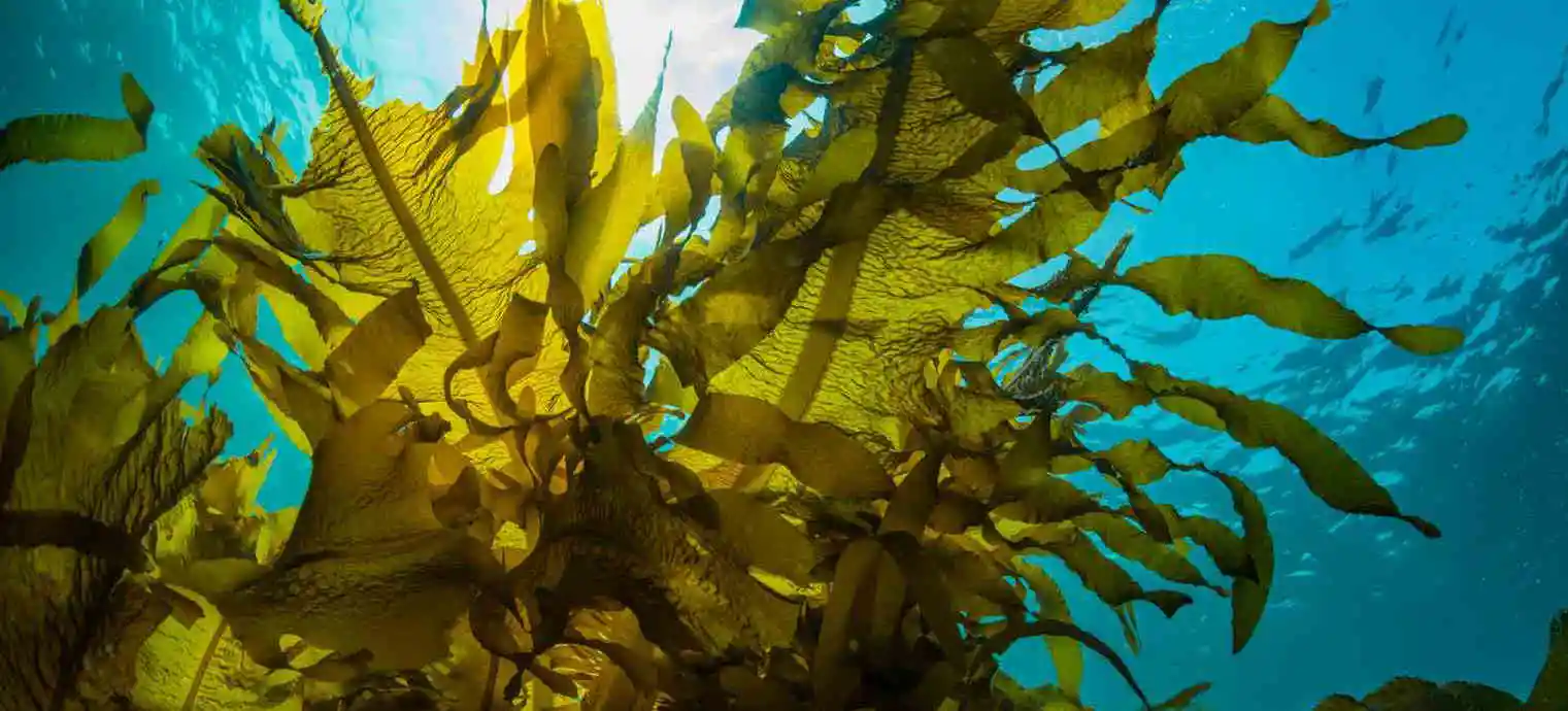 kelp beds图片