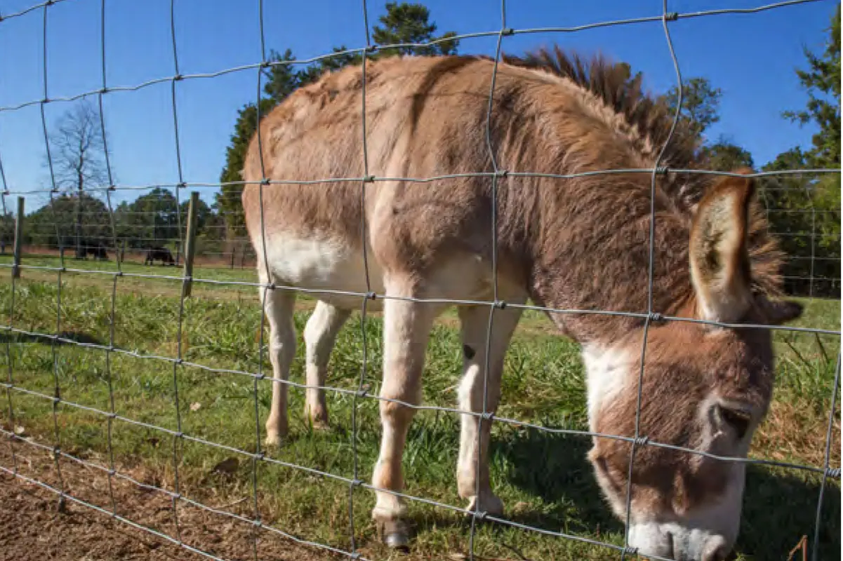 poultry feedlot cheap farm livestock galvanized farm fence