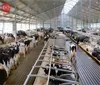Prefab Fast Installed Steel Structure Building/Cowshed For Poultry Farm For Sale