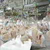 Halal Chicken Meat Processing Plant Equipment / Chicken Processing Line